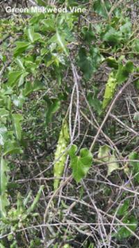 Green Milkweed Vine 2