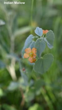 Indian Mallow
