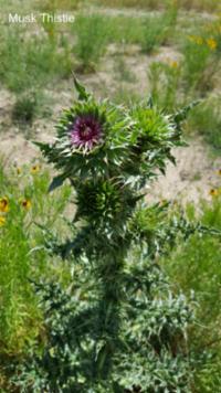 Musk Thistle 2