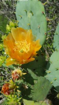 Prickly Pear Cactus 3