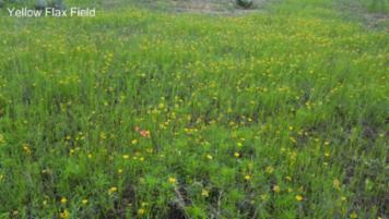 Yellow Flax Field